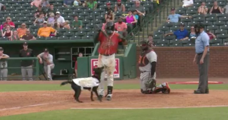 Bat Dog Takes Her Job A Little Too Seriously And Makes Everyone Laugh