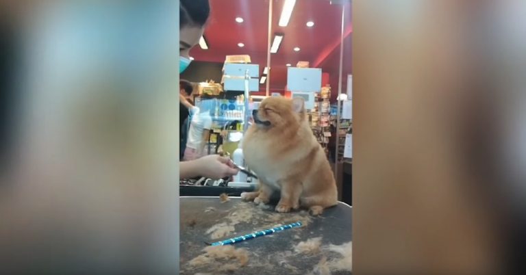 pomeranian falls asleep during groom