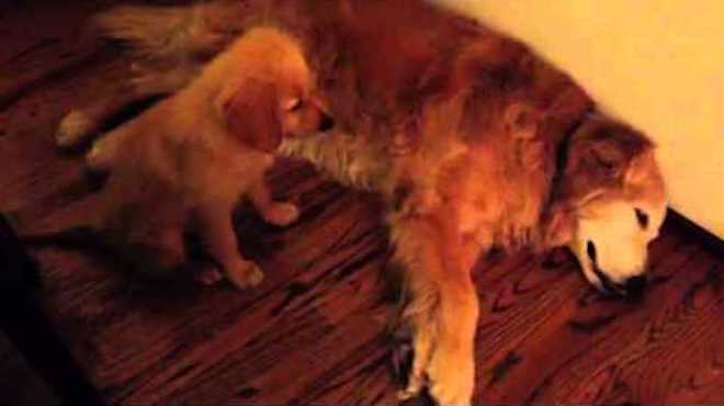 Puppy Comforts Older Dog When She Notices Him Having a Nightmare