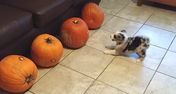 puppy barks at pumpkin
