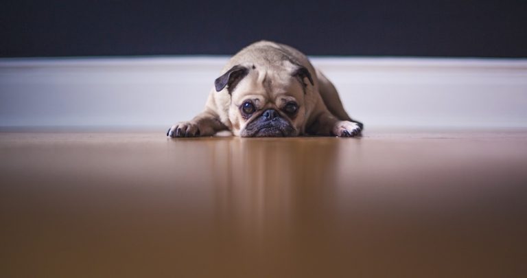 Time You Are Spending On Your Phone is Making Your Dog Sad, Says Vet