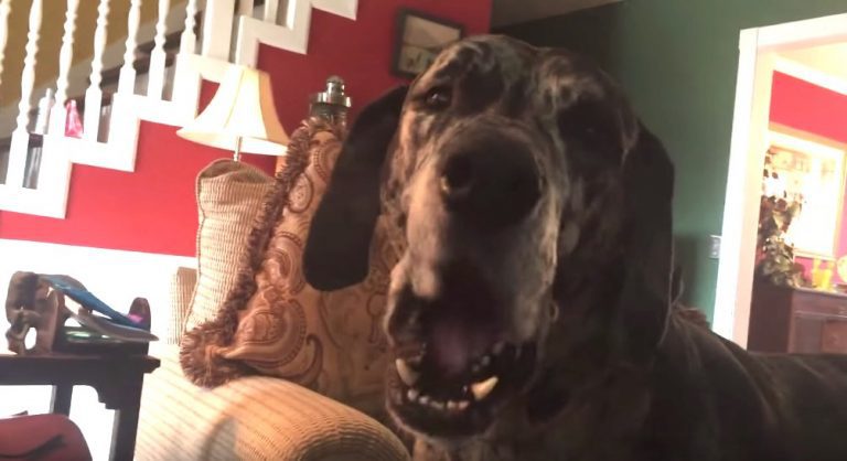 Sirius the Great Dane argues for his dinner