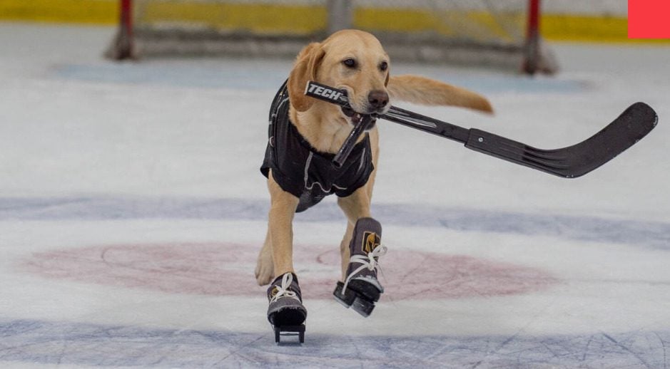 Dog Rescued From Shelter Becomes World's First Ice-Skating Dog
