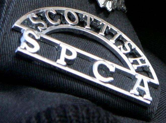 Thieves Posing as Scottish SPCA Officers Said to Be Stealing Dogs For Dog Fighting