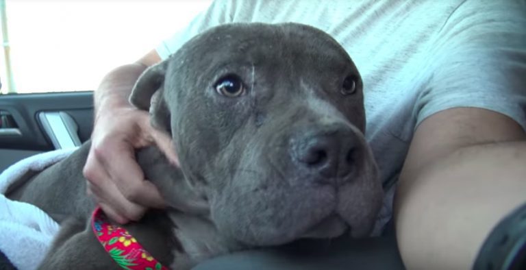 Abandoned Pit Bull Never Loses Hope In Kindness Of People