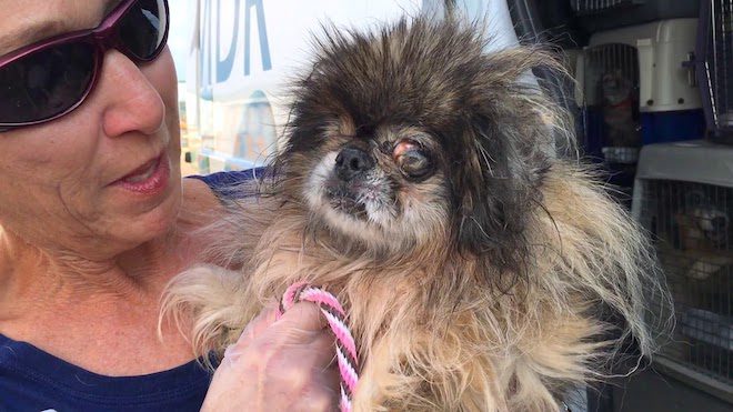 Blind Pekingese Rescued From Puppy Mill Won’t Stop Wagging Her Tail