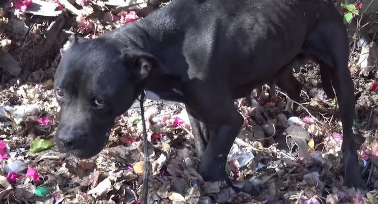 injured pitbull rescued with broken leg