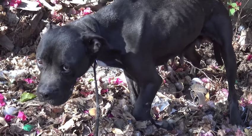 Pit Bull Snarls At Her Rescuer, But Her Eyes Reveal The Pain She Is In