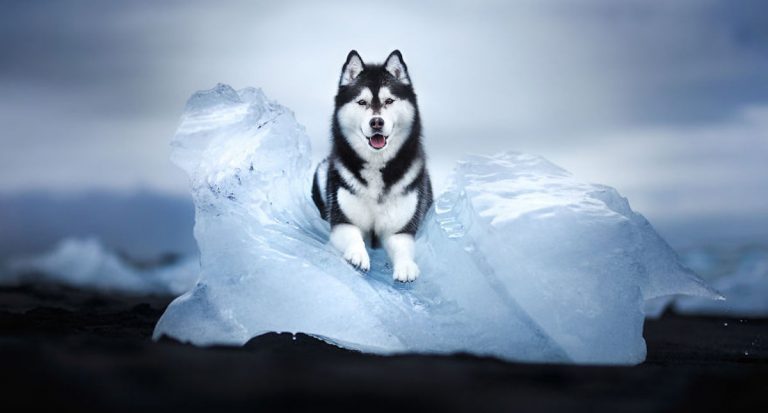 Stunning Portraits of Dogs Capture Essence of Northern Landscapes