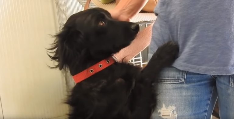 Sweet Stray Dog Rescued After A Wrong Turn Still Waiting For A Home A Year Later