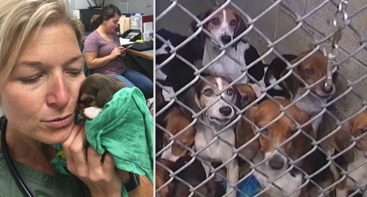 71 Beagles Crammed in Small Home Are Finally Safe