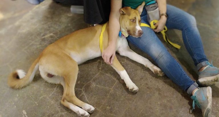 Dog Brought Back to Shelter For Being ‘Too Good’