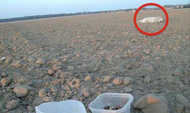 Heartbroken Dog Waited 5 Months For His Family to Return, Then A Miracle