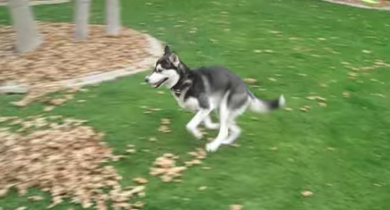 husky jumps into huge pile of leaves