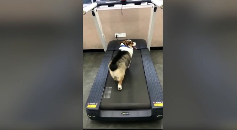 corgis on treadmills