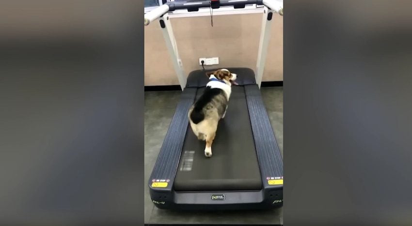 Corgis Hilariously Mismatched When Working Out Together On Treadmills