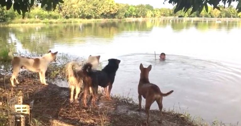 Dog Owner Plays Prank on Furry Friends