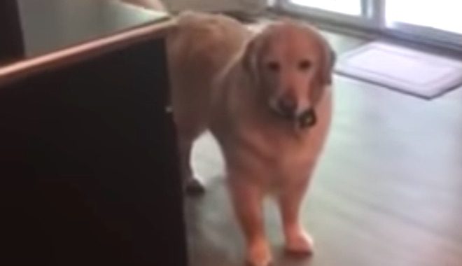 Dog Steals Owner’s Car Keys to Stop Her From Leaving