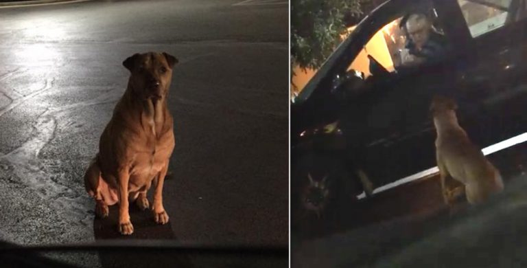 Dog Pretends To Be Stray To Get McDonald’s Handouts At Restaurant