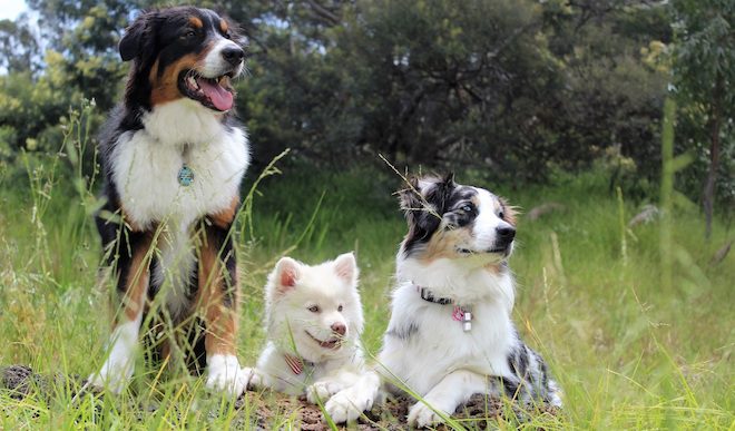 Certain Flea and Tick Medications Could Cause Seizures in Dogs, FDA Says