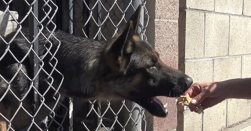Abandoned German Shepherd Trapped In Yard with Broken Leg and Injured Neck Rescued