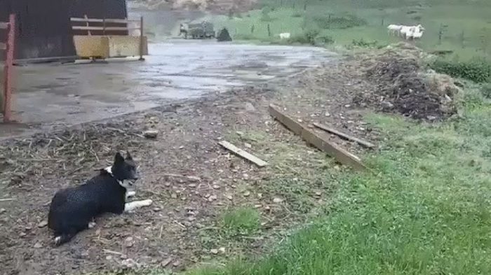 border collie expertly herds sheep