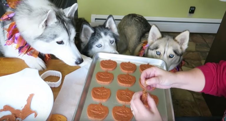 How to Make Homemade Jack-O-Lantern Dog Treats for Halloween