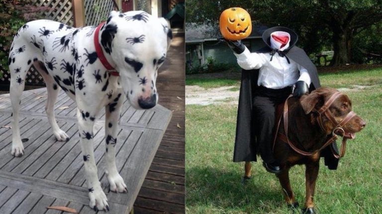 21 Awesome Halloween Costumes For Dogs