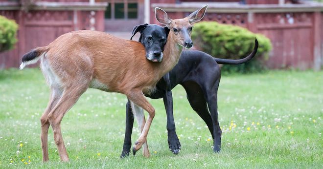 Deer Abandoned By Mother Befriends Great Dane