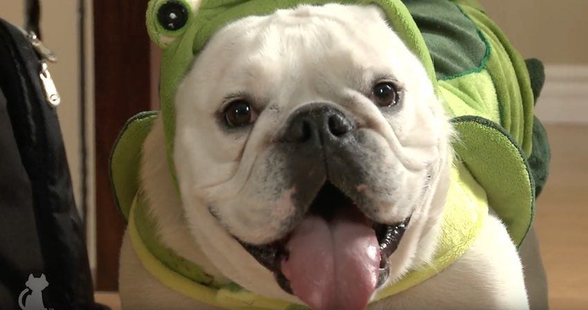 Rescued Bulldog Relies On Her Turtle Costume to Help Calm Her Nerves