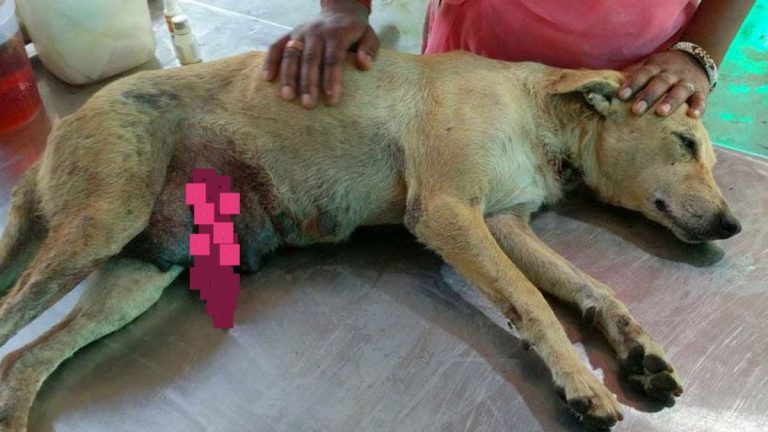 Mama Dog Who Risked Her Life To Protect Her Puppies Gets Rescued