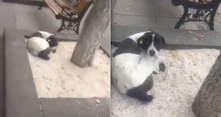 Watch As Man Finds His Lost Dog After 3 years On The Street