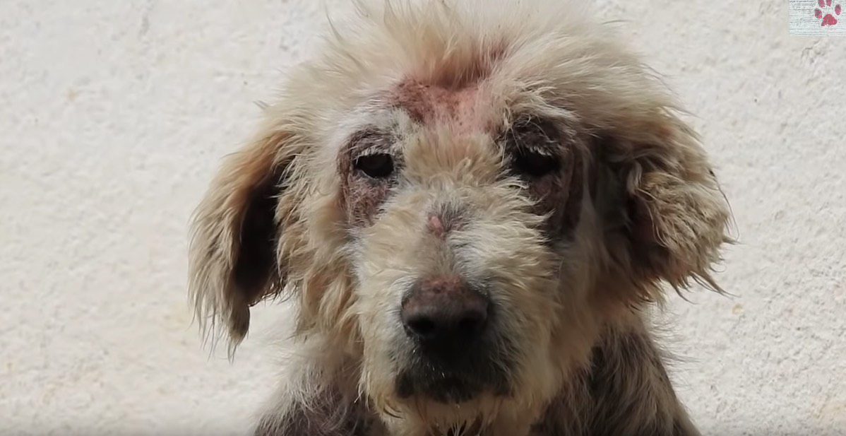 Friendly Dog Whose Skin Won’t Heal Looking For Someone To Adopt Him For Who He Is