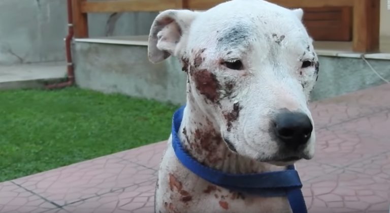 Sweet Pit Bull Left To Suffer On Busy Street Rescued