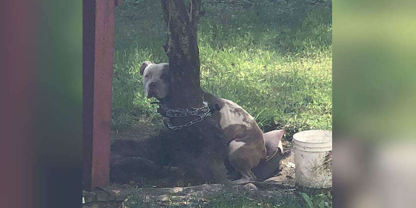 Pit Bull Chained To A Tree Couldn’t Move An Inch Until Someone Called For Help