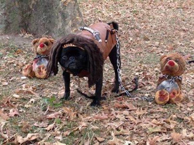 9 Trick-Or-Treat Dogs in Adorable and Funny Halloween Costumes