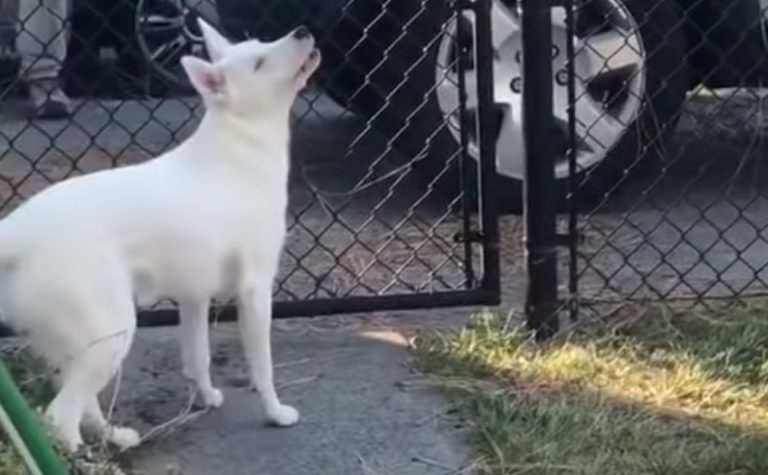Touching Moment Blind and Deaf Puppy Recognizes Dad When He Comes Home