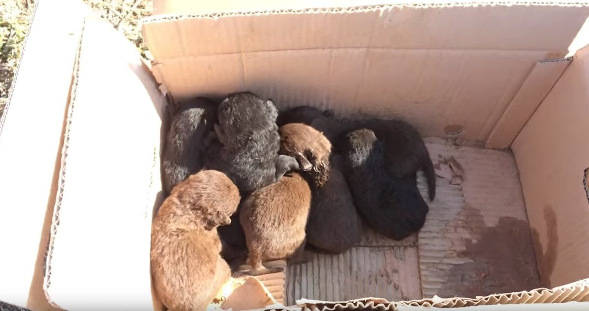 Seven Newborn Puppies Huddle In Cardboard Box Thrown By Trash Bin