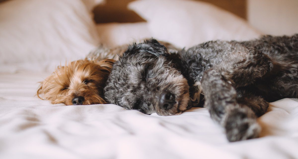 Letting Your Dog Sleep With You Good For Chronic Pain, New Study Reveals