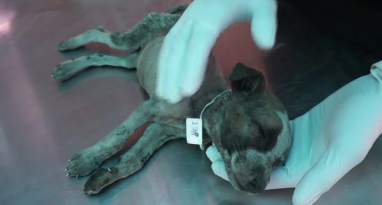 Stray Puppy Taking Her Final Breaths Saved Just In Time