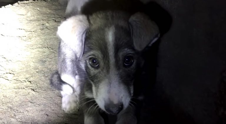 Puppy Trapped Underground Proves a Risky Rescue for Young ‘Diggers’