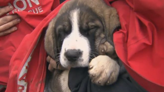 Two Abandoned St. Bernard Puppies Stuck On Cliff Rescued After Days Of Crying For Help