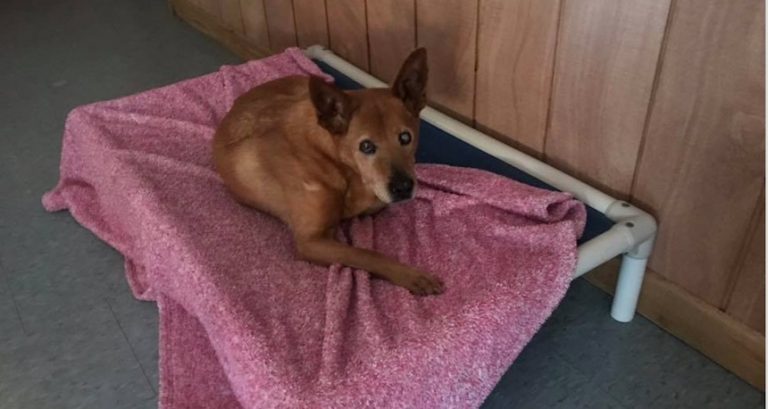 Stray Rescue Founder Shares Emotional Note After Quentin the ‘Miracle Dog’ Passes Away
