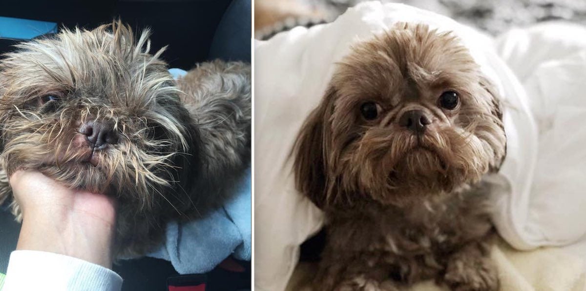 ’20-Year-Old Dog’ Left At Shelter To Be Euthanized Hides Sad Secret Under His Fur