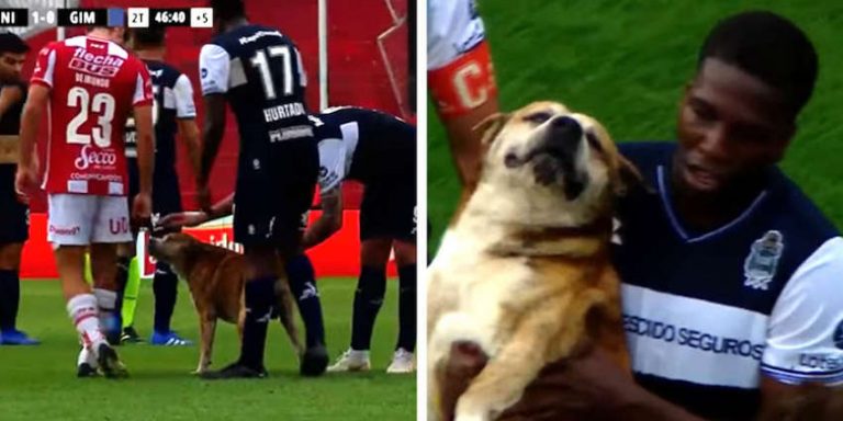 dog runs onto soccer pitch