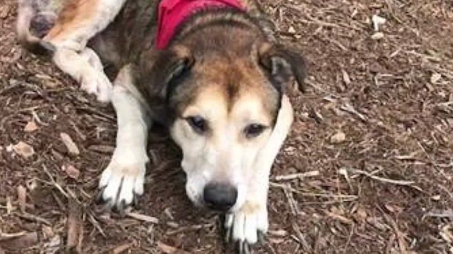 Dog Abandoned At Fire Station With Note