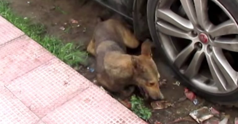 dog has seizures