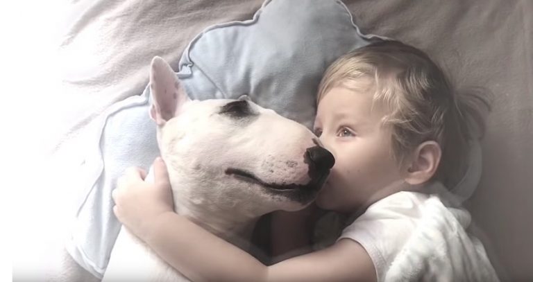 Adorable Moment Dog And Boy Fall Asleep Together