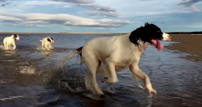 Tilda Swinton Makes Classical Music Video Starring Her Springer Spaniels