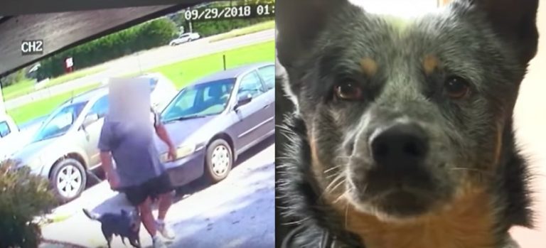 Blue Heeler Who Ran After Man Who Abandoned Him at Shelter Hits The Jackpot With New Home